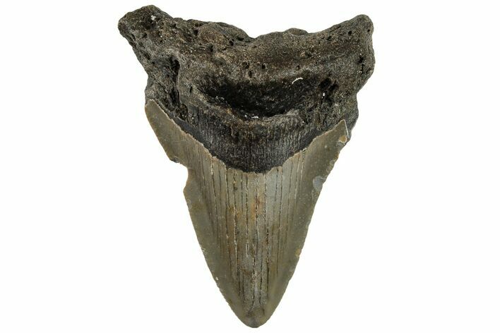 Bargain, Fossil Megalodon Tooth - North Carolina #200682